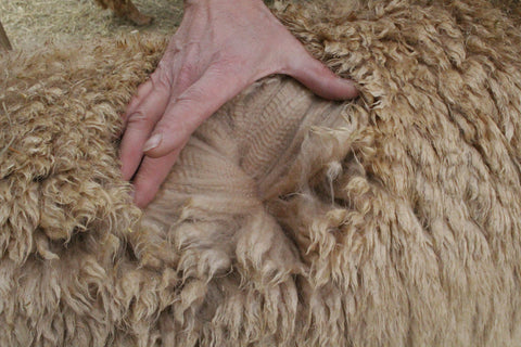 Toison laine alpaga