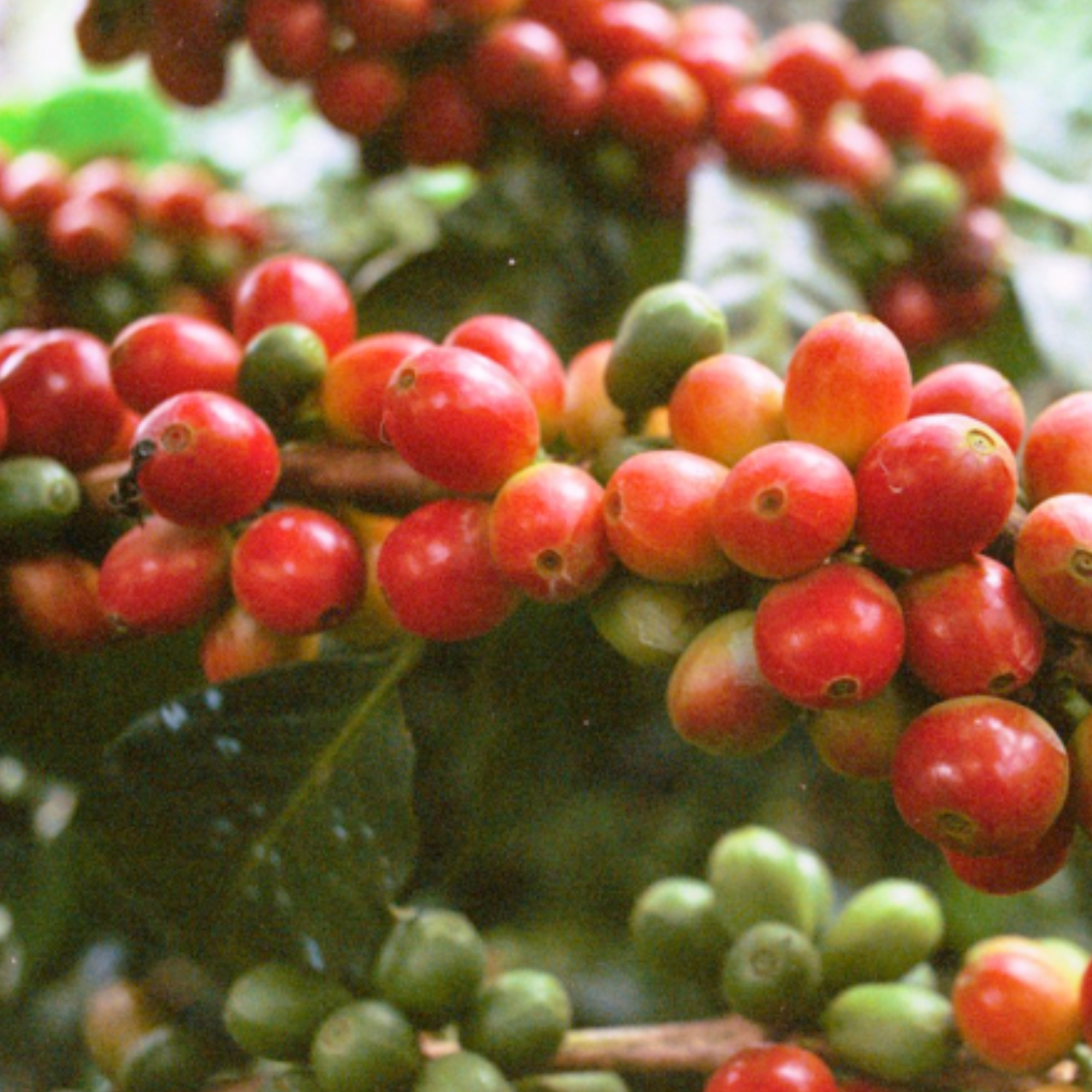 small batch coffee roasters india ratnagiri coffee brew guide best indian coffee