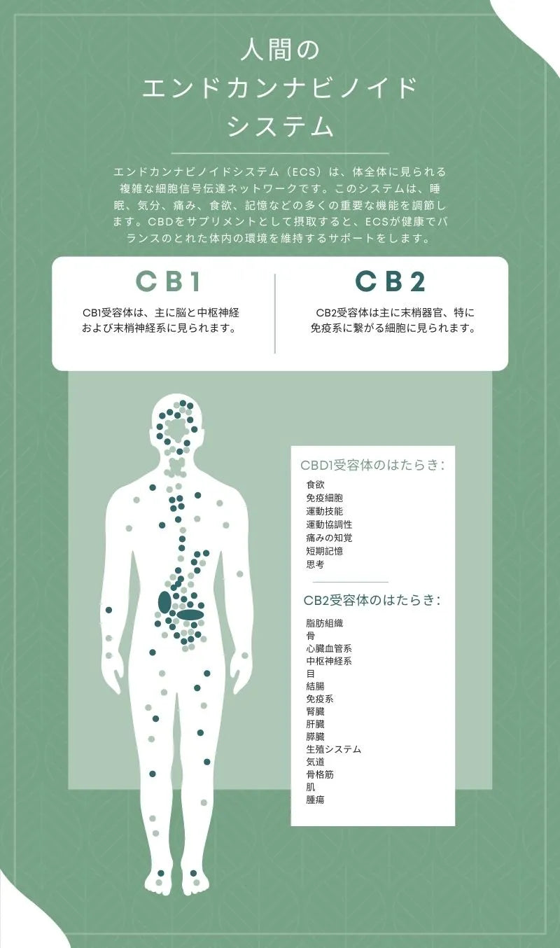エンドカンナビノイドシステム