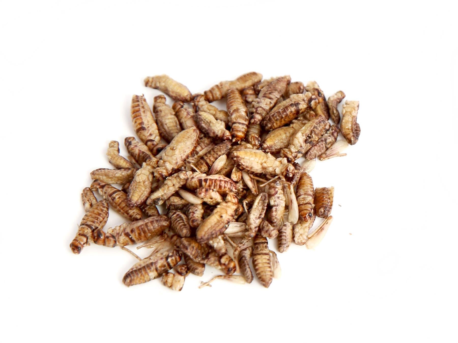 200g Banded Crickets - Edible Insects for Human Consumption - EntoKitchen product image