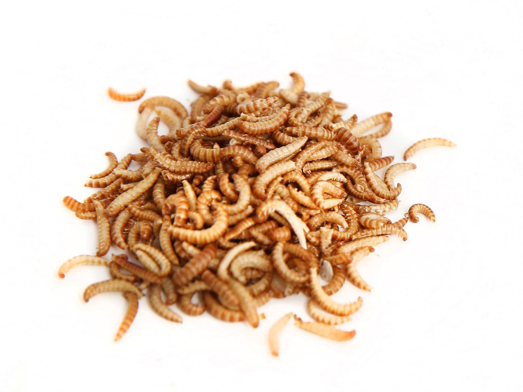 200g Buffalo Worms - Edible Insects for Human Consumption - EntoKitchen product image