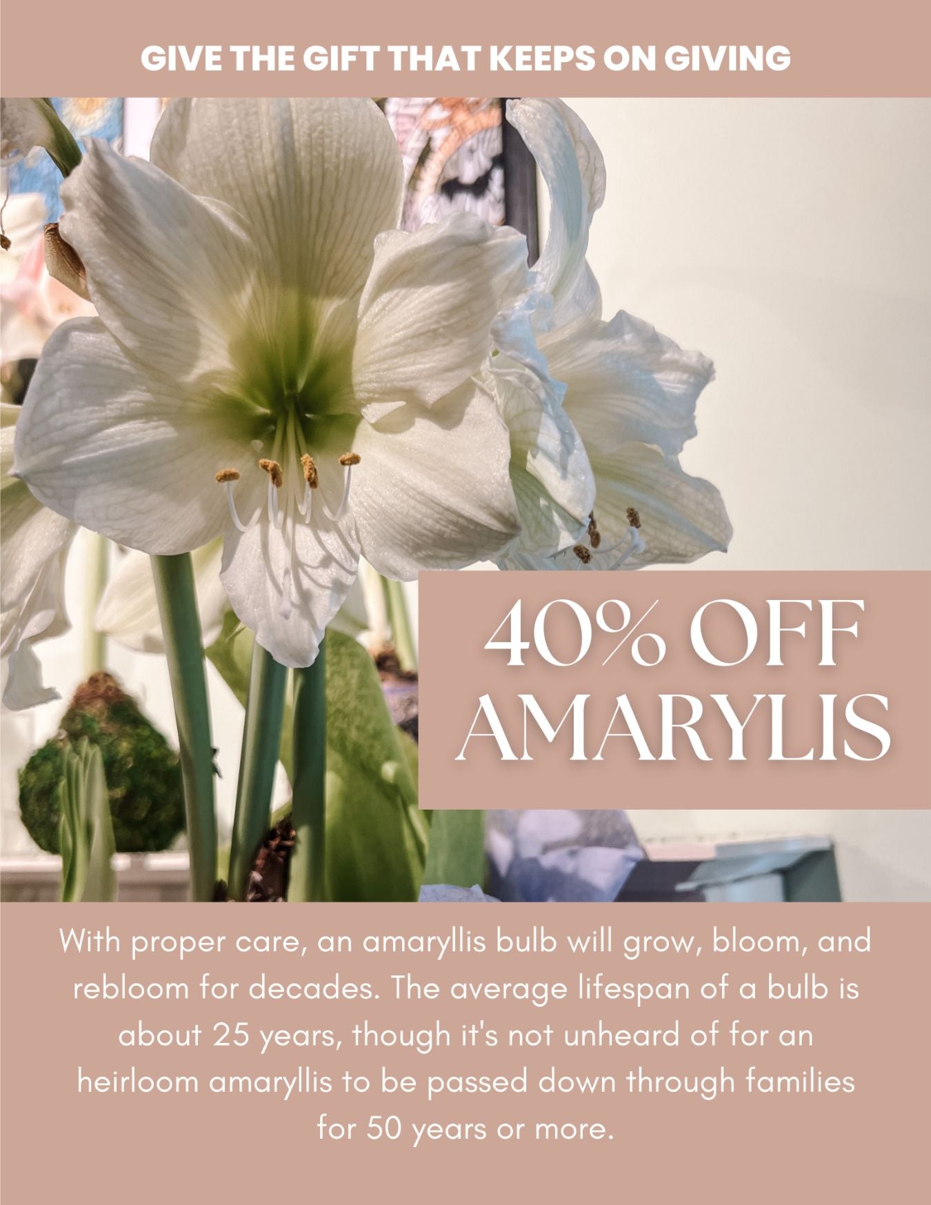 40% off Amaryllis