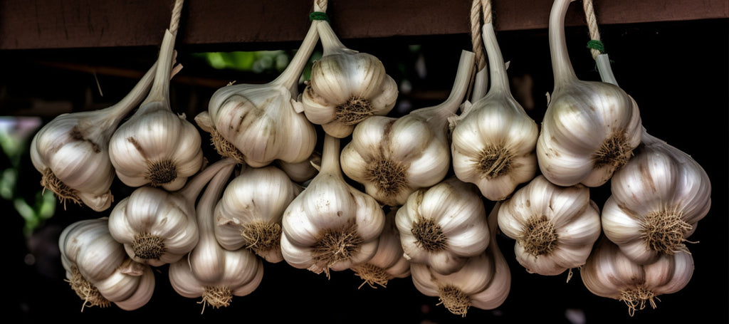 A bunch of garlic hanging long