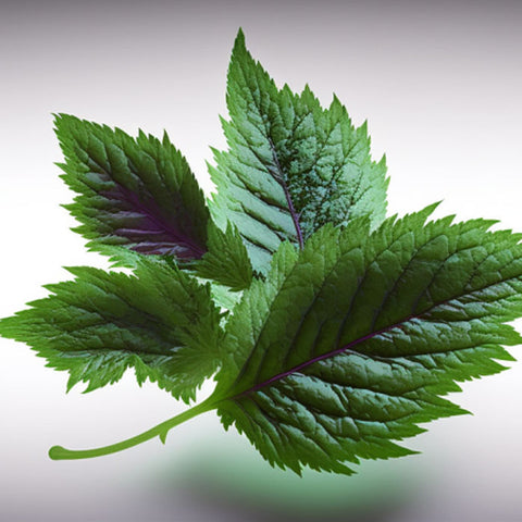 shiso leaves