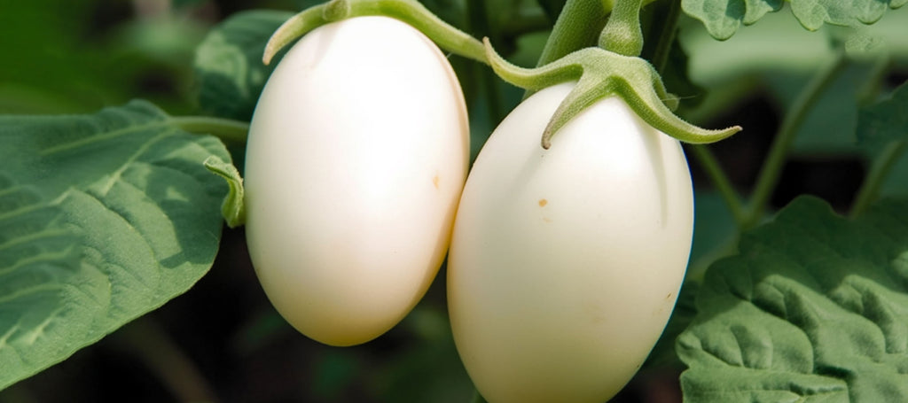 White Eggplant