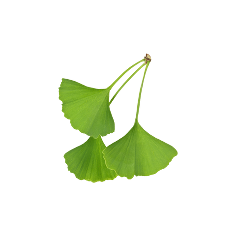 Ginkgo plante adaptogène