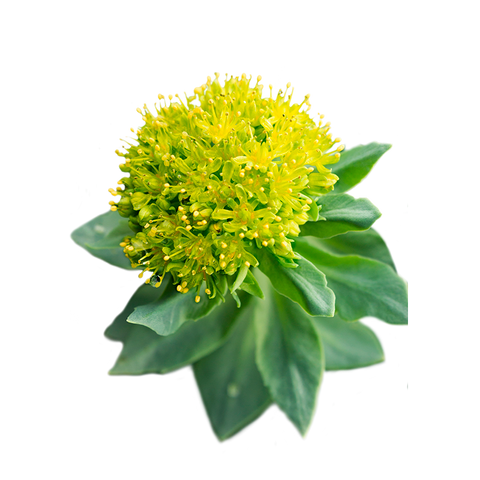 Rhodiola plante adaptogène