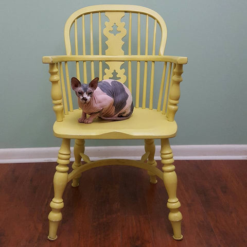 sphynx cat on yellow chair