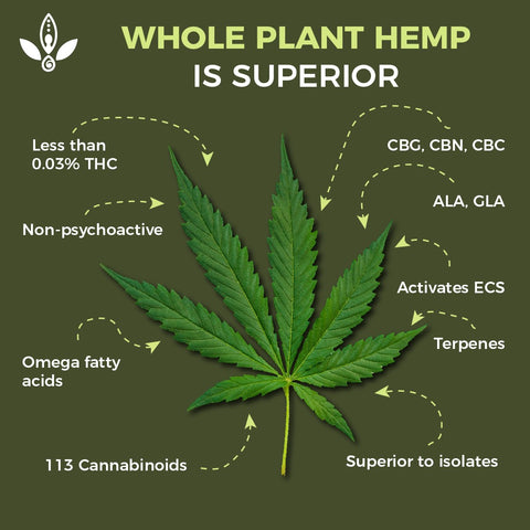 whole plant hemp buy