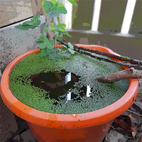 mini wildlife pond with pond weed and branches