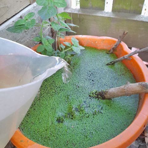 top up wildlife pond with rainwater