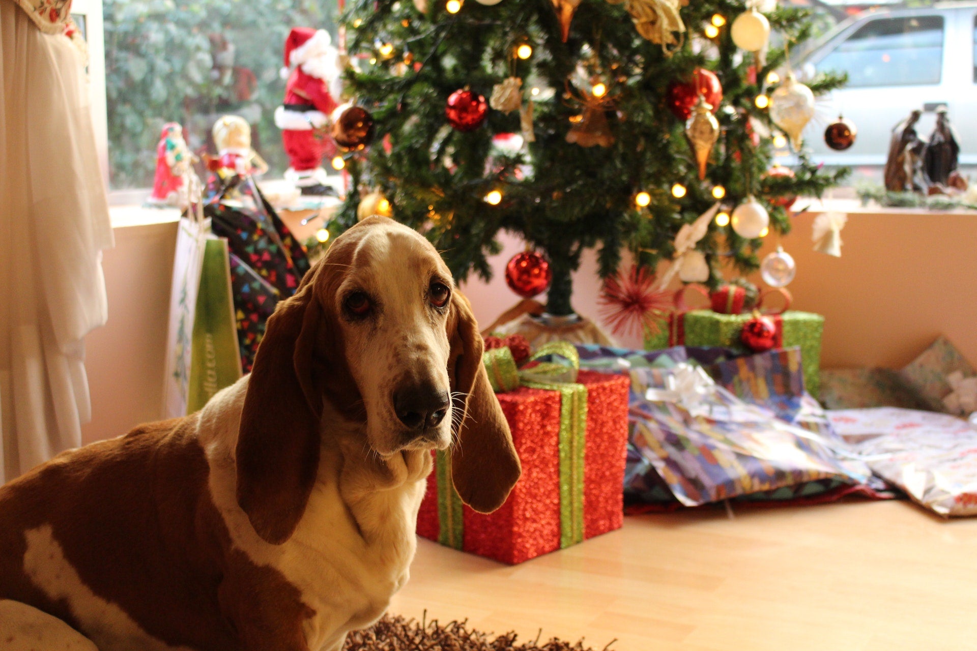 dog and christmas tree