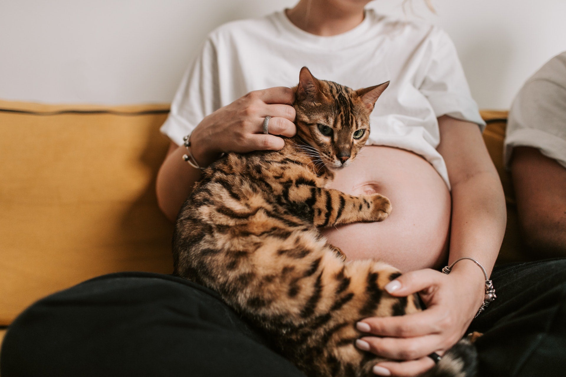 Cat on pregnant woman belly