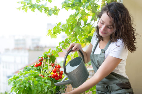 Frau gießt freudig ihre Balkon-Tomatenpflanzen