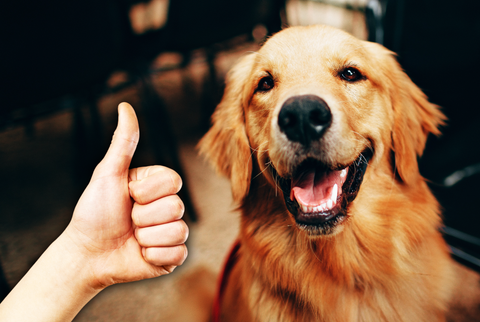 Hand giving a thumbs up with a happy dog in the background.