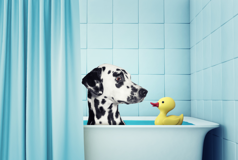Dog in a bathtub with a rubber ducky.