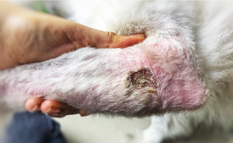 Dog with a bad skin infection on their leg.