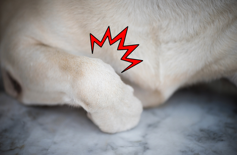 Cartoon inflammation on a dog's front leg.