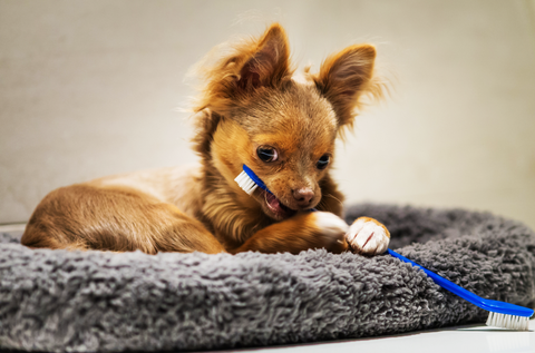 Small dog with a toothbrush in its mouth.