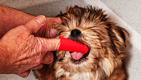 Dog getting their teeth cleaned with a finger brush.