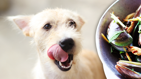 Dog licking its chops looking at green-lipped mussels.