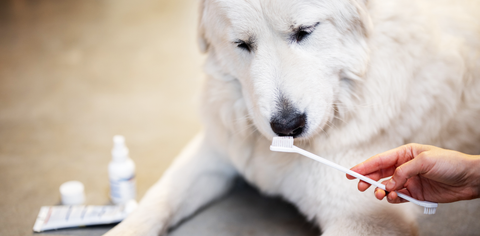 Dog sniffing a toothbrush before a teeth cleaning session.