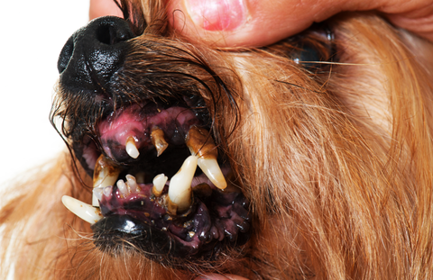 Tartar and plaque buildup on canine teeth.