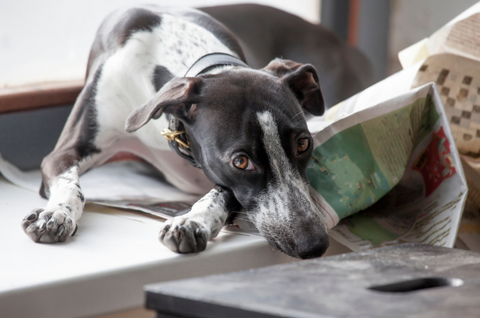 Bored dog lying on a newspaper.