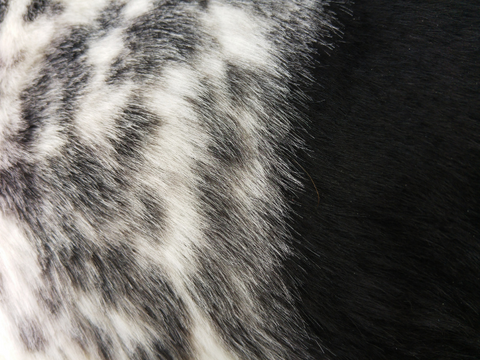 A close up view of a dog's healthy coat.