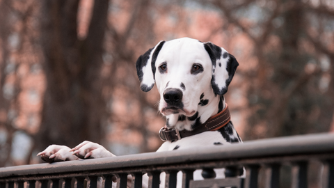 Dalmatian standing on a bridge with paws on the railing.