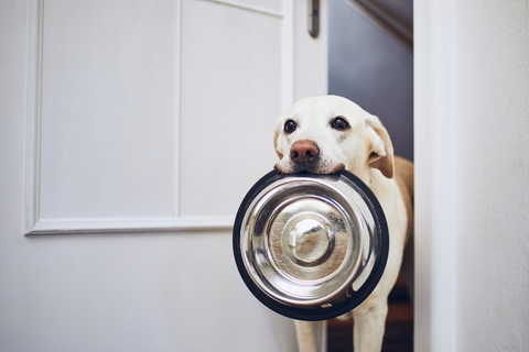 Dog waiting to be fed, carrying a metal food bowl in their mouth.