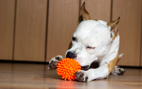 Dog entertaining itself with a bright orange toy.