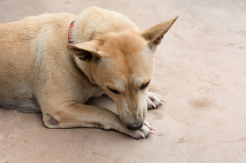 Dog excessively chewing on their paws.