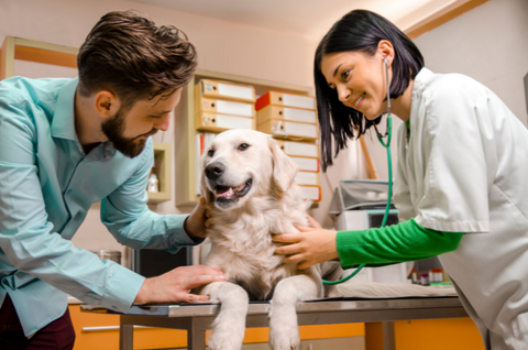 A dog lies on a vet's table during an exam.