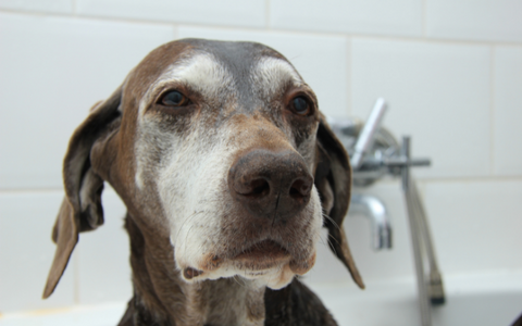 Golden Retriever with a muddy face from playing outside.