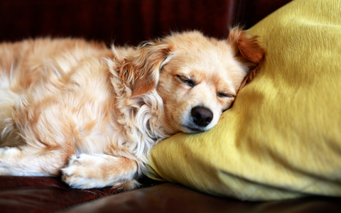 Dog sleeping comfortably with its head on a pillow.