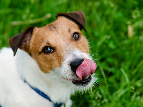 Dog with tongue out licking their chops