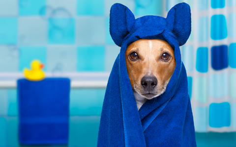 Dog wrapped in a blue blanket after taking a bath.