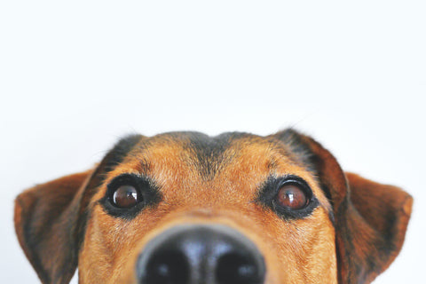 Close up of a dog's nose and face.