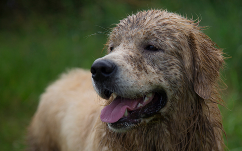 Golden Retriever with a muddy face from playing outside.