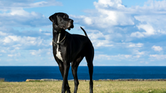 Great Dane standing in a grass field with water in the background.