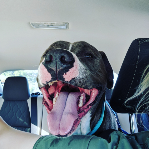 Happy dog riding in a car.