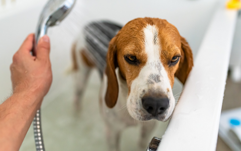 Dog with anxiety getting a bath..