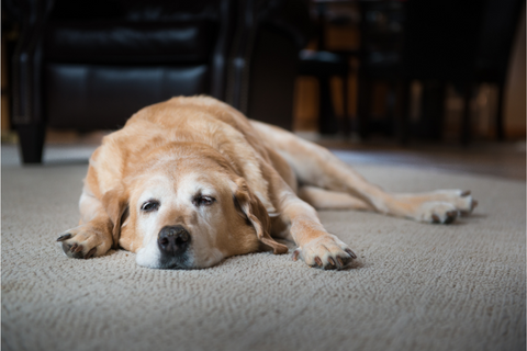 Older dog lying on the floor.