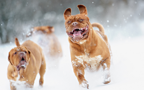 Pain free dog running through snow at full speed.