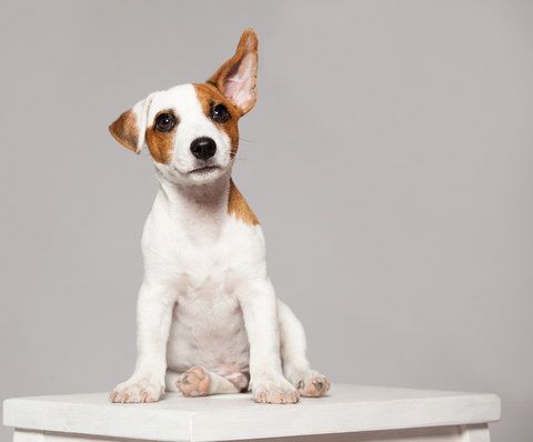 Sitting puppy with one ear up in the air.