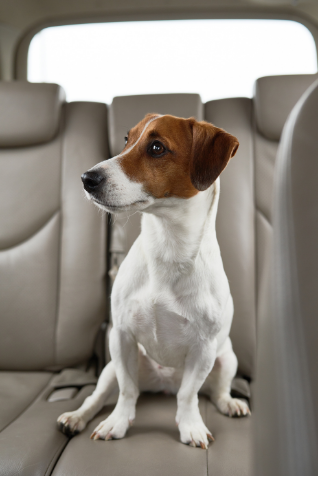 Anxious dog riding in the backseat of a car.