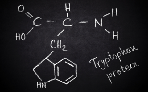 Tryptophan protein chemical structure diagram.