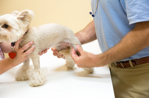 A small dog being examined by a vet for joint pain in their hips.