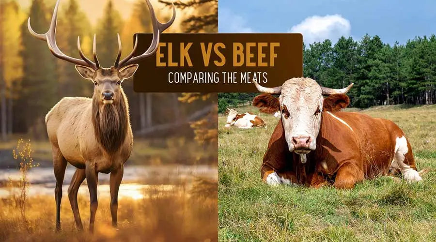 Elk vs beef